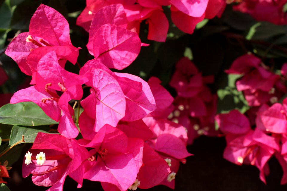 Plant flower azaleas photo