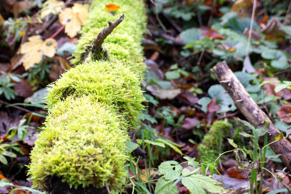 Withers forest weathered