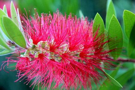 Fluffy close up flower