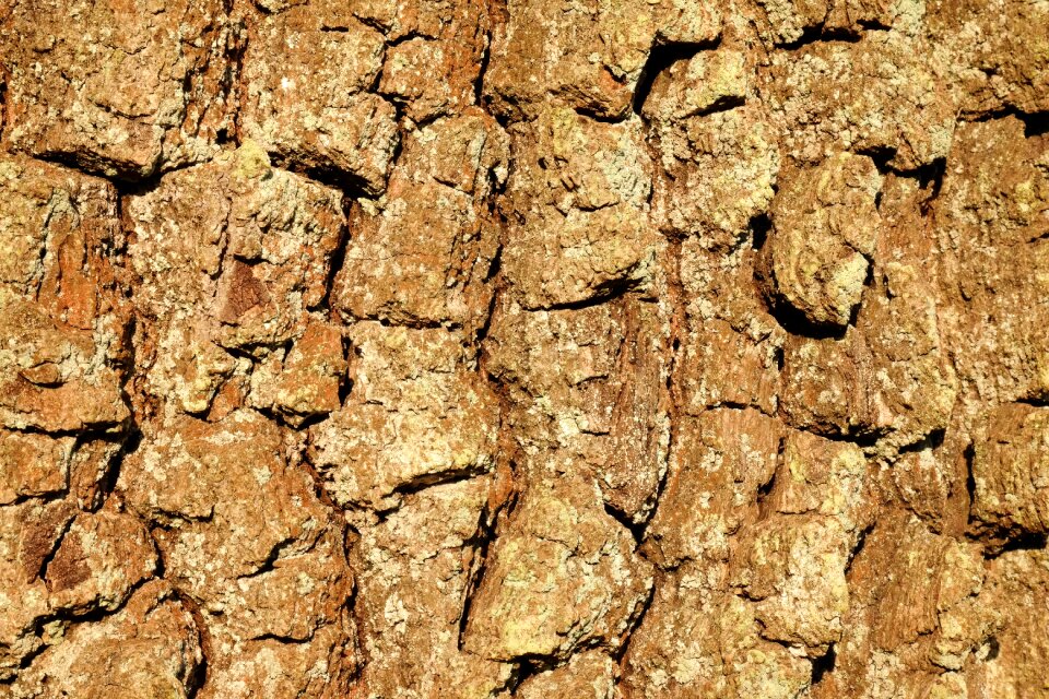 Structure tree shed bark