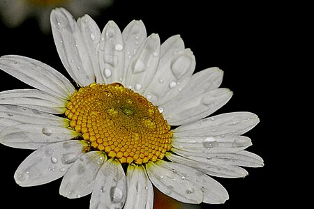 Summer white floral
