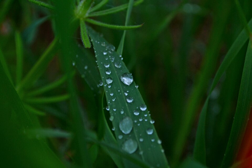 Wet nature drops of water