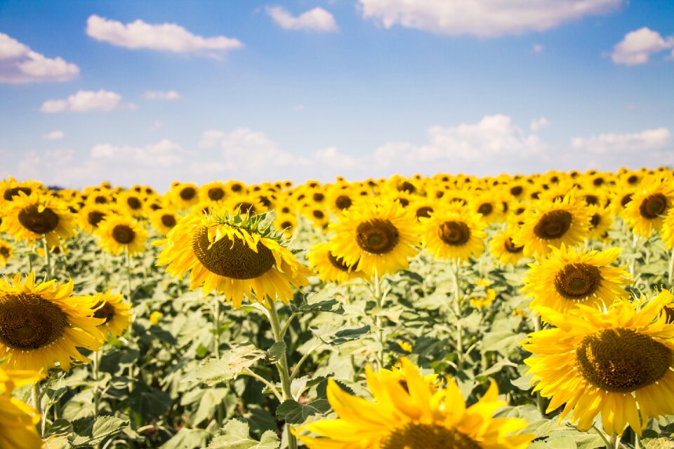 Flowers sunshine summer