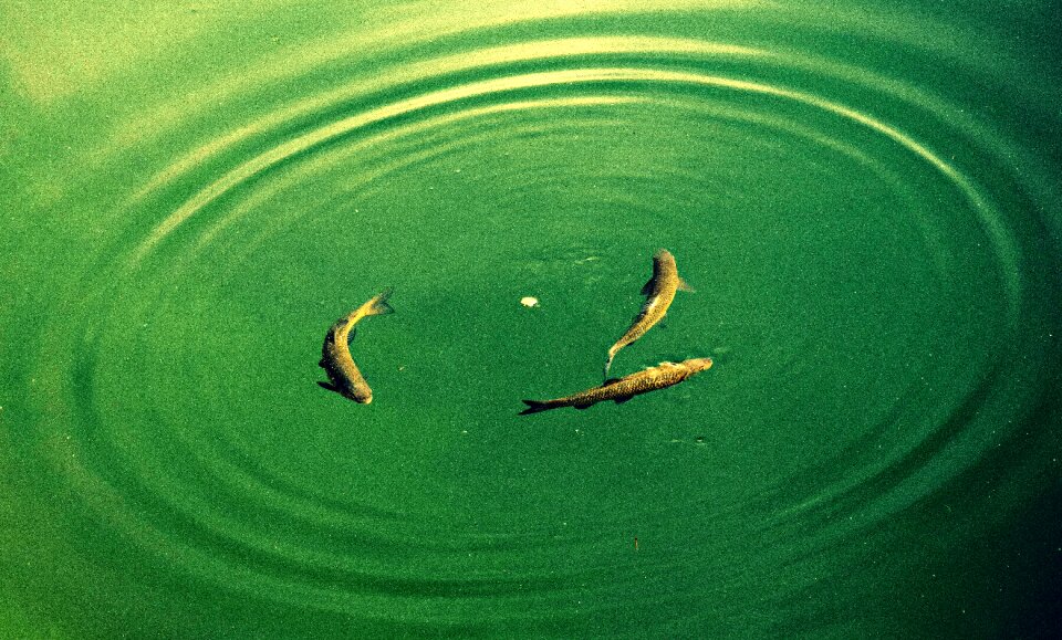 Fish molveno circle