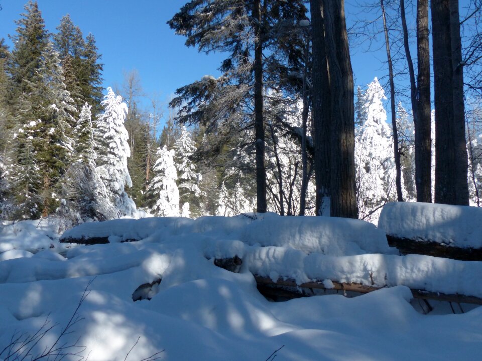 Mountains forest trees photo