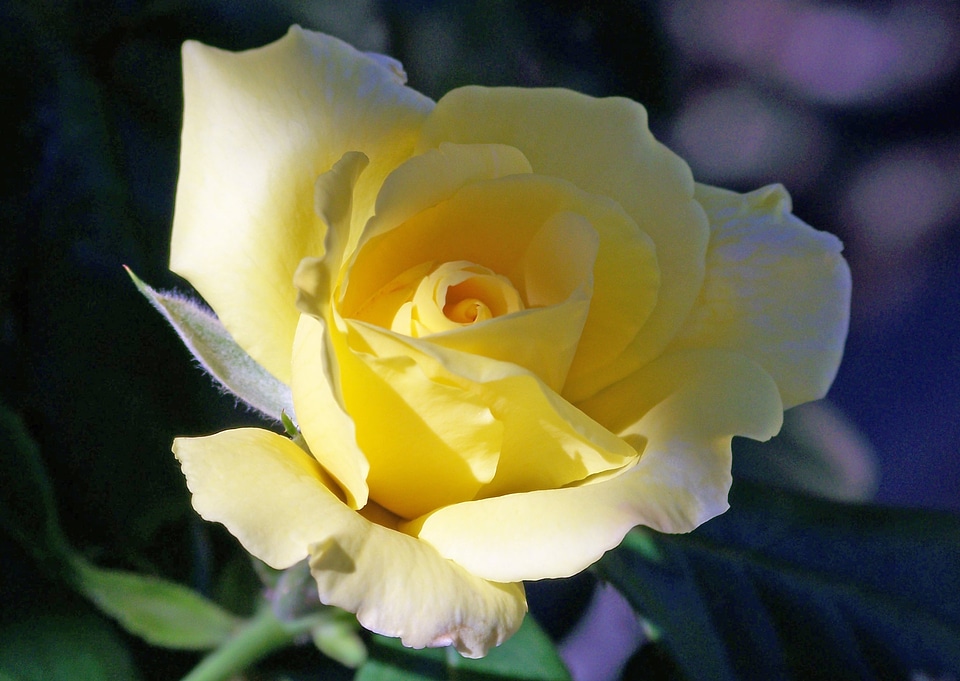 Yellow floral nature