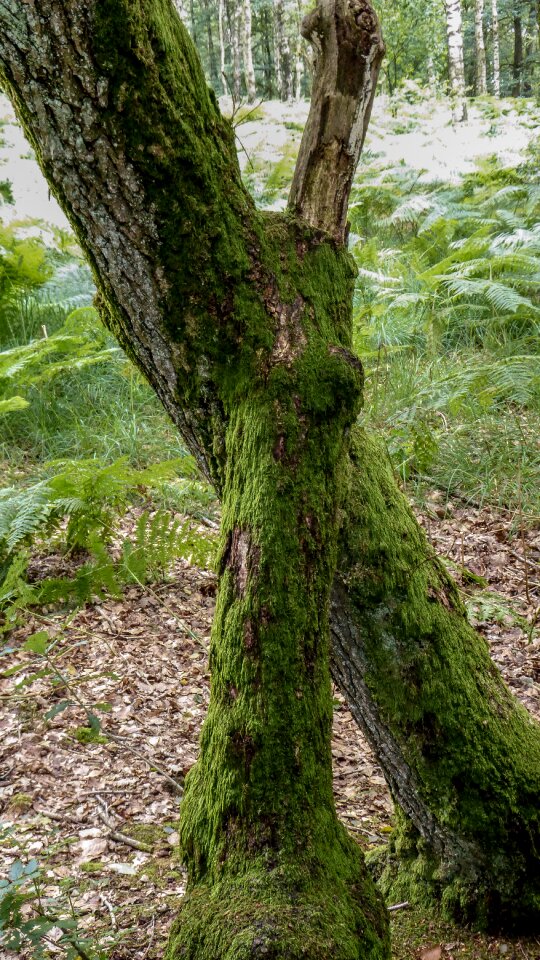Wood tree root log