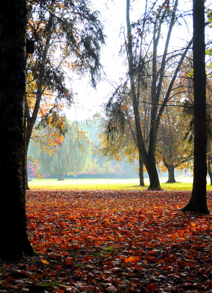 Nature foliage autumn photo