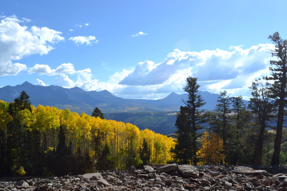 Rocky mountains aspen trees