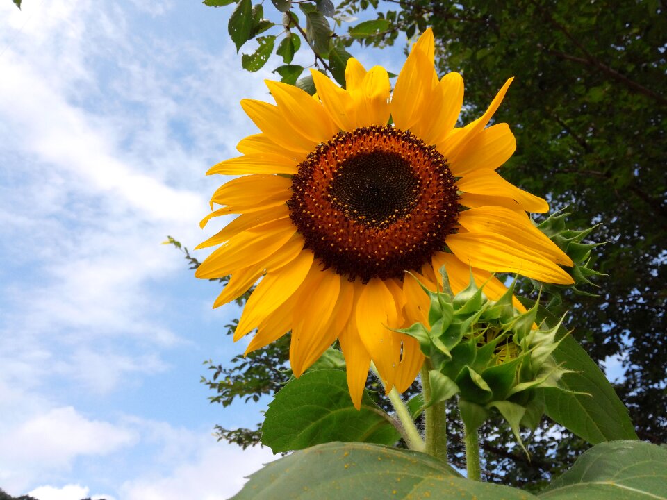 Flowers sunflower yellow