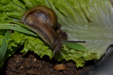 Snail lettuce animal