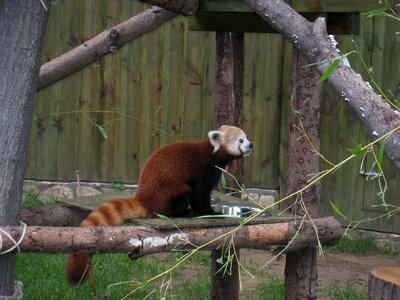 Red panda nyíregyháza zoo