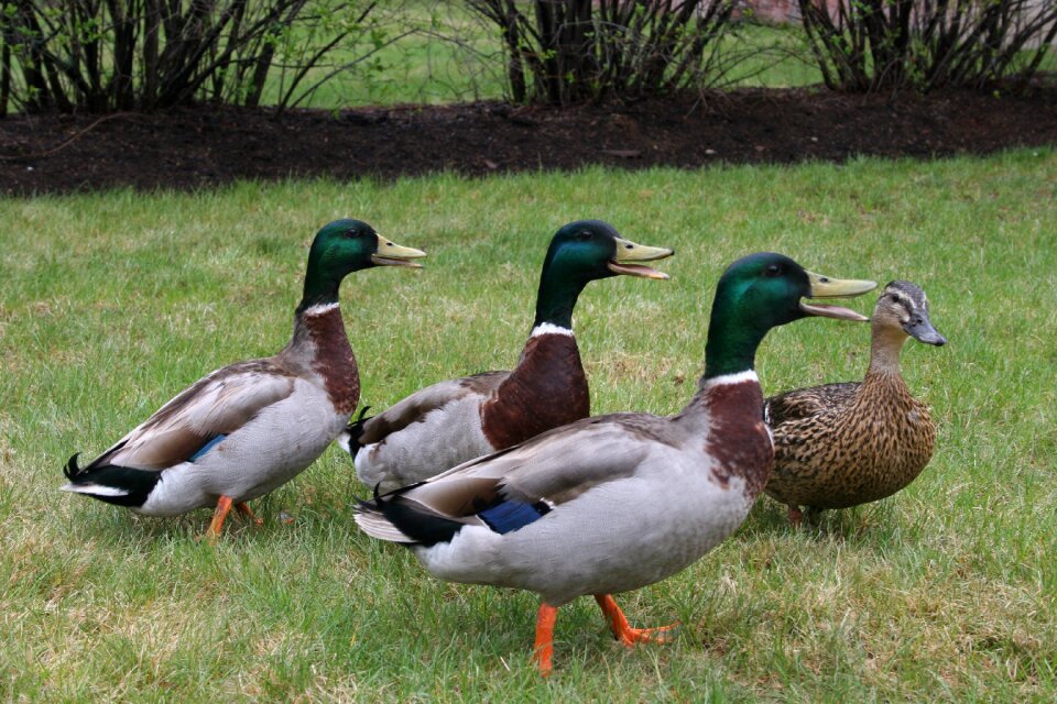 Wildlife animal waterfowl