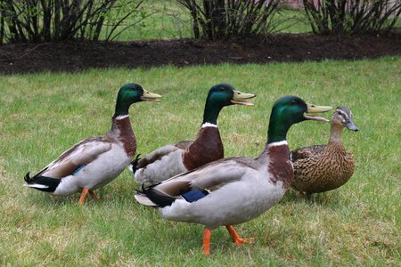 Wildlife animal waterfowl