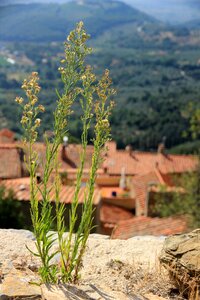 Brick nature grass