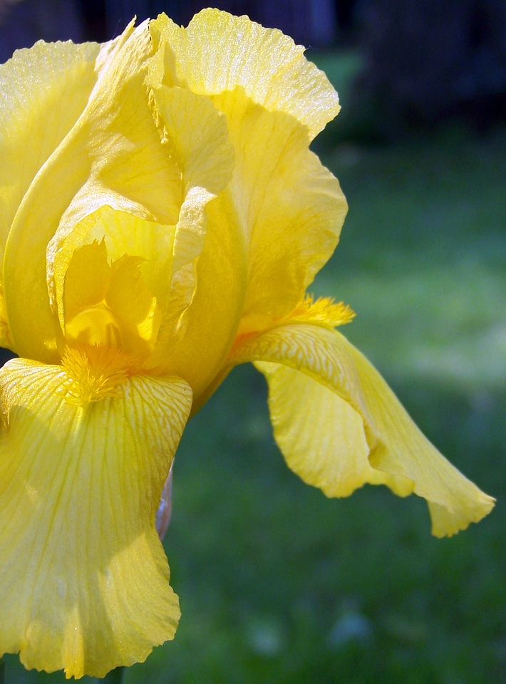 Petals blooming blooms