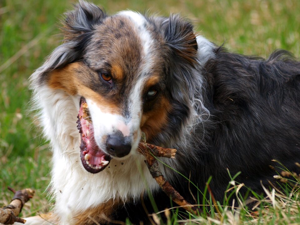 Austral waterloo shepherd dog portrait animal portrait