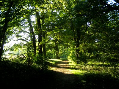 Woods outdoor photo