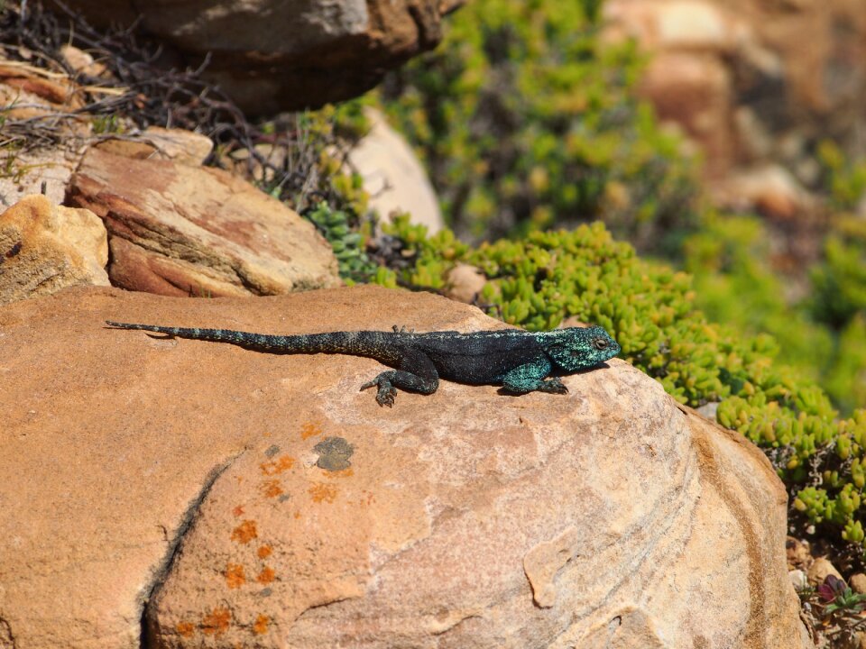 Animal south africa rock