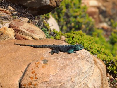 Animal south africa rock