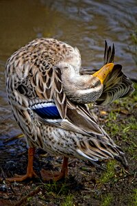 Animal water bird clean
