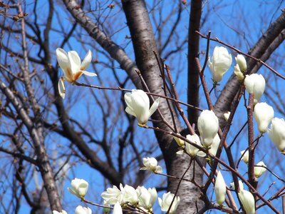 Magnolia flowers wood