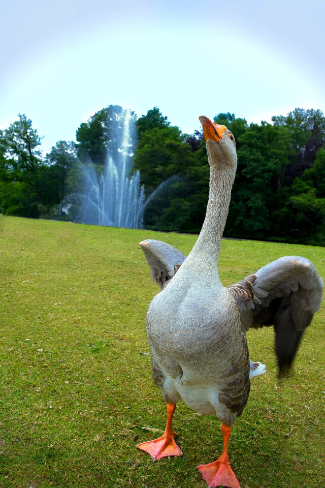 Fountain dancing merry