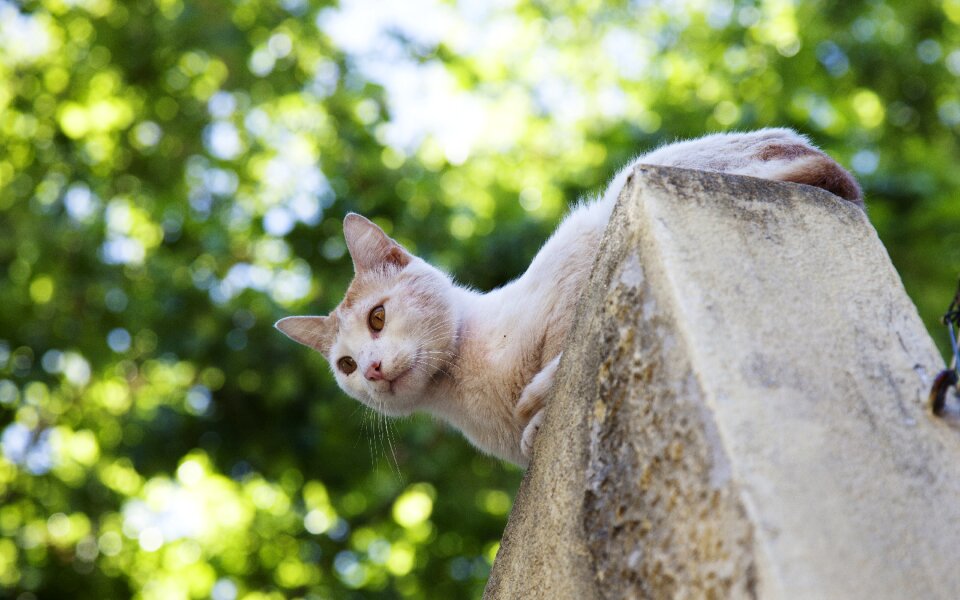 Summer on the roof wild cat