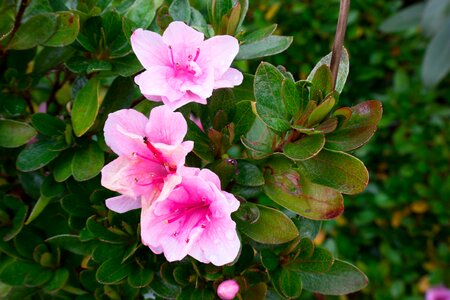Pink bush close up photo