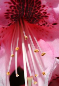 Pink stamens macro