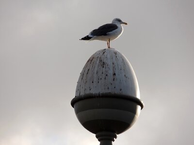 Bird london lampposts