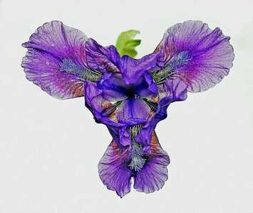 Nature blossom plant