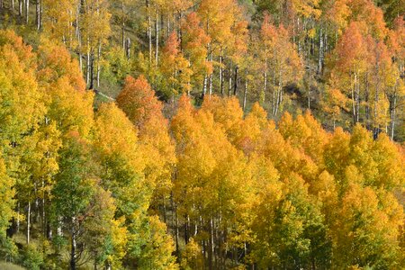 Aspen trees fall color photo