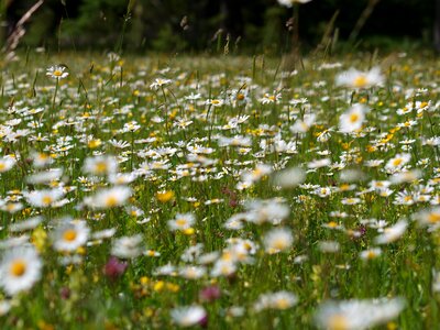 Summer flowers nature