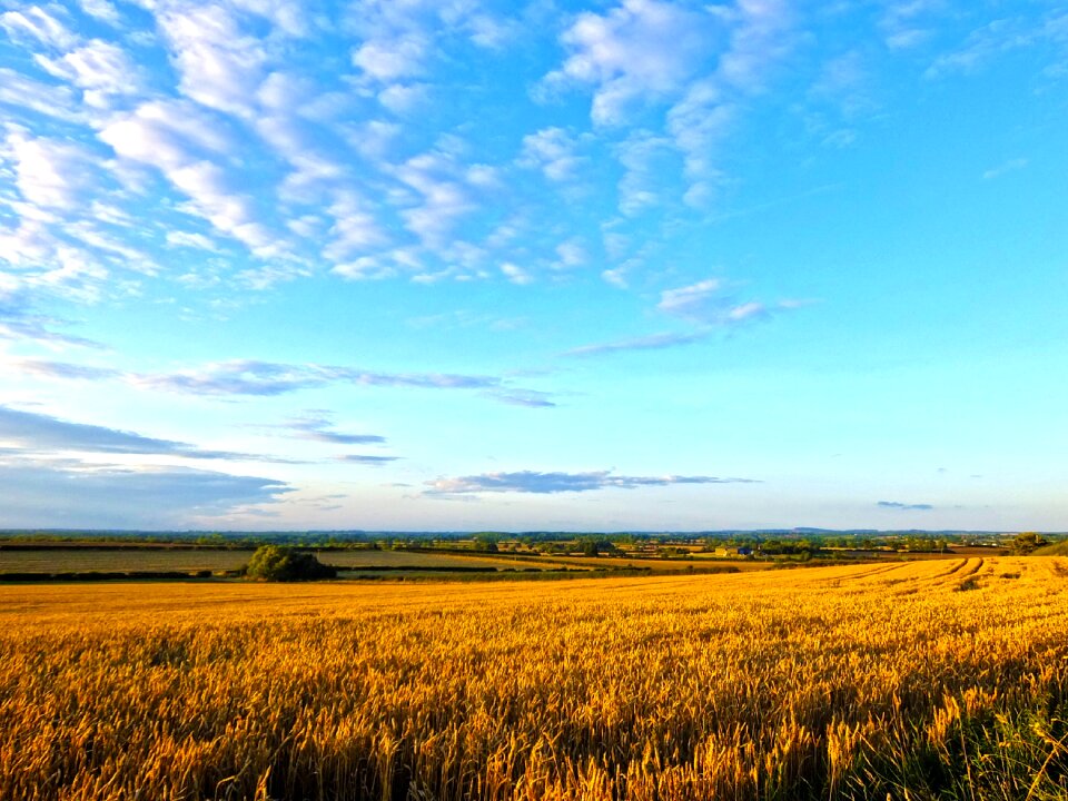Corn harvest sunny