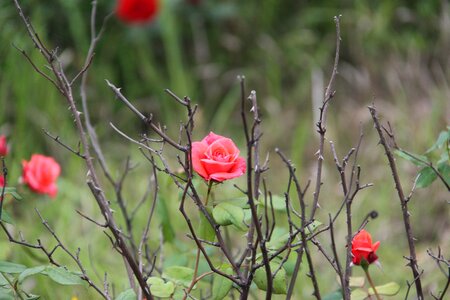 Barbed beautiful the scenery