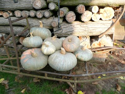 Pumpkin halloween woodpile