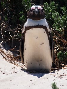 South africa beach sand