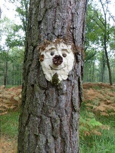Funny pine forest