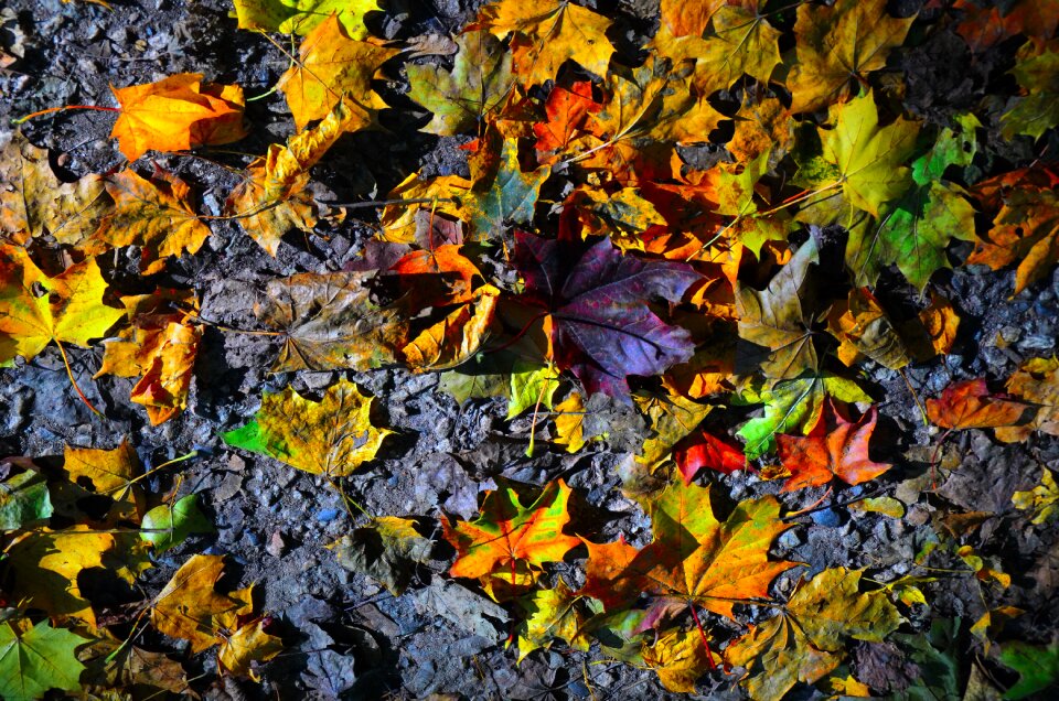 Autumn leaf red leaf forest