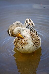 Bird water bird feather