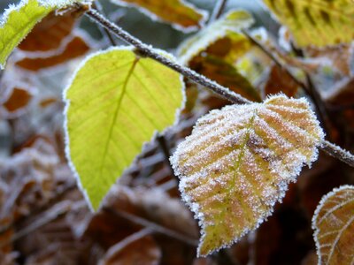 Nature leaves cold