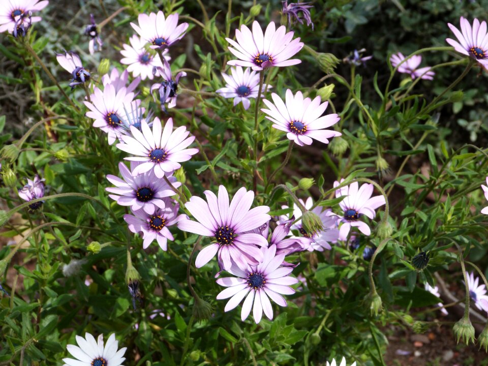 Spring flowers flora
