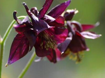 Bloom red violet wild flower photo