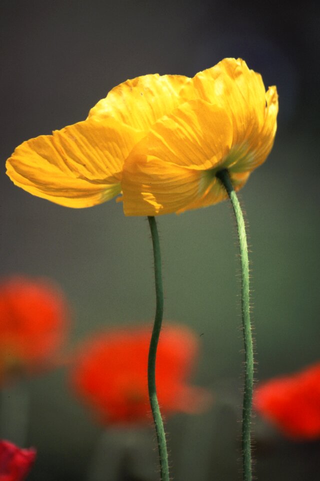 Early summer flowers yellow flowers poppy