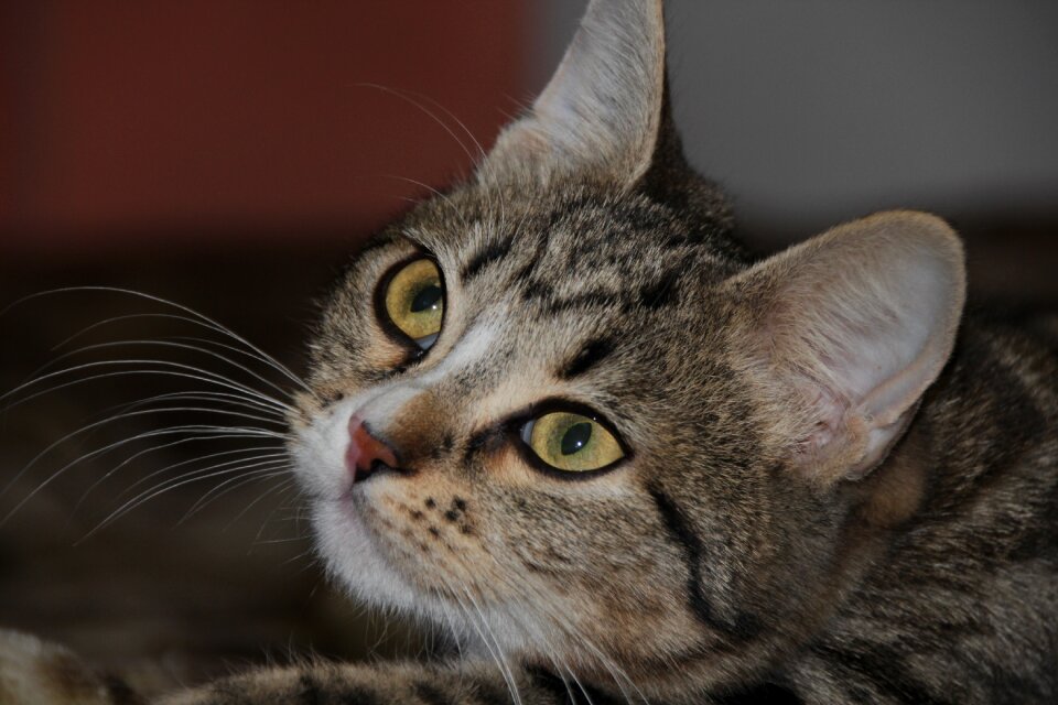 Cat eyes cute cat's eye