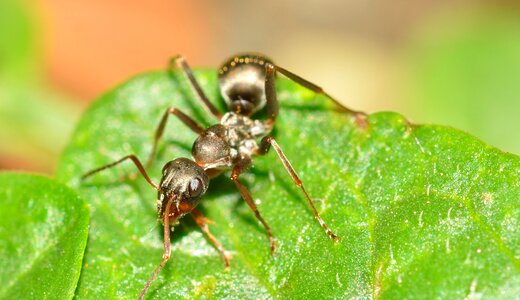Hymenoptera ant serviformica