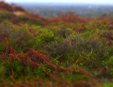 Mossy moss grass