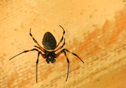Spider web arachnid photo
