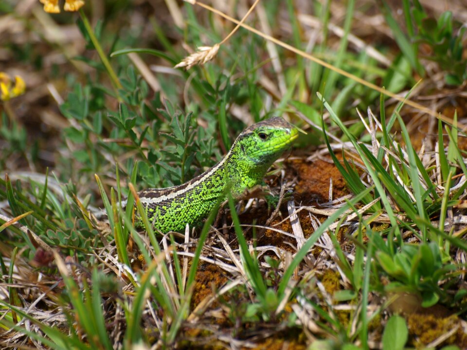 Nature emerald lizard summer